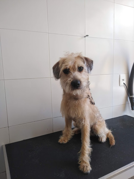 Foto 2 Clínica Veterinária AMIVET