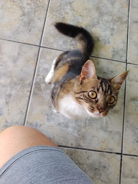 Foto 2 Animal Help Clínica e Prod Vet