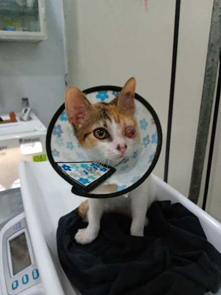 Foto 1 Veterinaria Sulacap