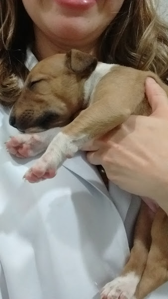 Foto 5 Veterinaria Sulacap