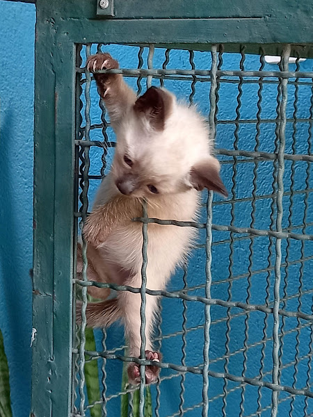 Clínica Veterinária Ipê