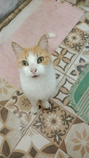 Foto 1 Clínica Veterinária Ipê