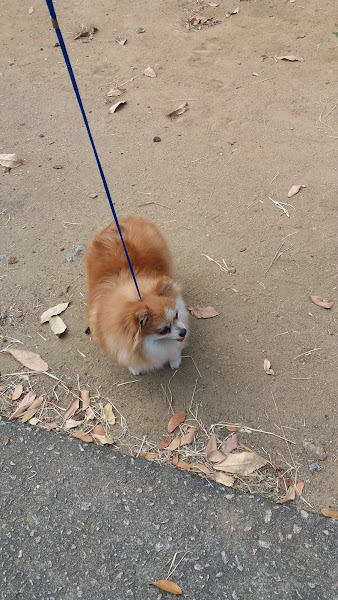 Foto 1 Clinica Veterinária da Universidade Castelo Branco