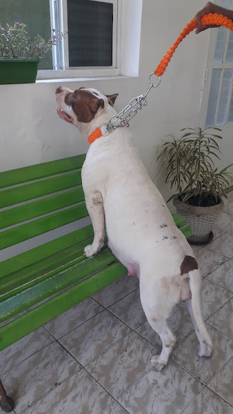 Foto 2 Clínica Veterinária 24h Vetcenter Guaratiba