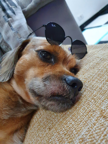 Foto 1 MV Clínica Veterinária Piedade (Drª Mônica e Drª Verônica)