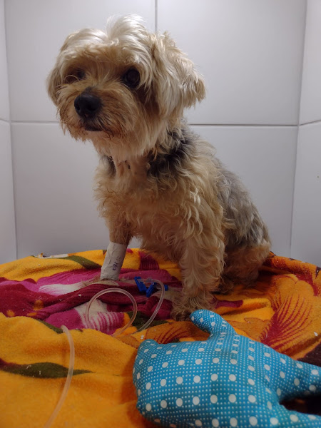 Clínica Veterinária Andrioni - CVA