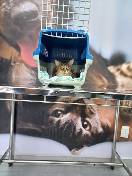 Foto 2 Clínica Veterinária Andrioni - CVA