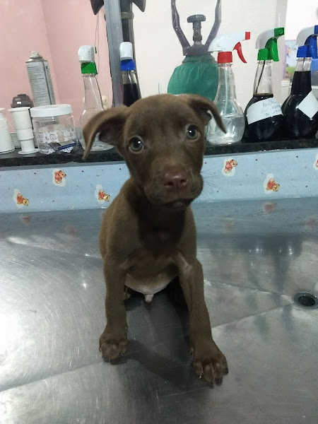 Foto 1 Mm Sos Animais