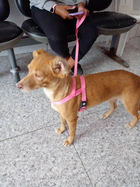 Foto 2 Mm Sos Animais