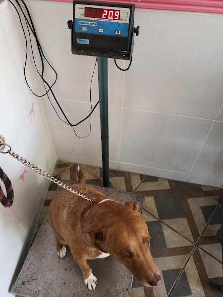 Foto 3 Mm Sos Animais