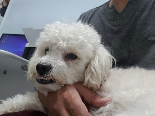 Foto 1 Clínica Veterinária Apaixonados Por Quatro Patas - Unidade Méier