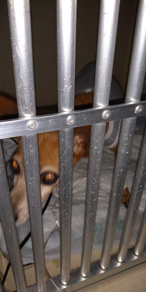 Foto 1 Veterinária Ceisafá