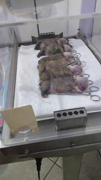 Foto 2 Clínica Veterinária Dra. Cegonha