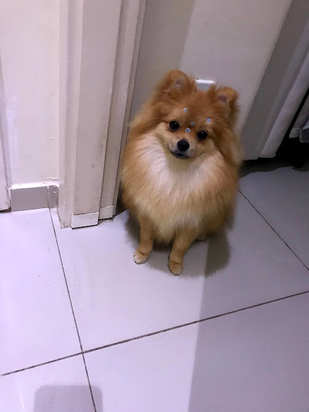 Veterinária Four Patinhas Veterinária Four Patinhas