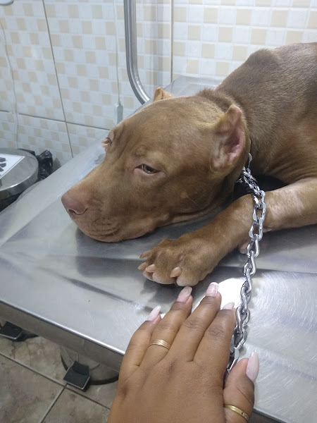 Foto 1 Veterinária Four Patinhas