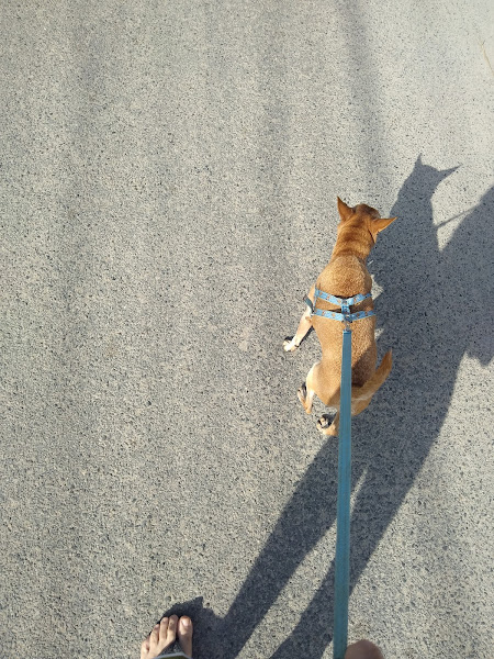 Vet Mais Clínica Veterinária