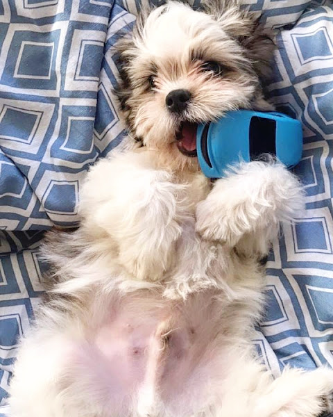 Foto 1 Clínica Veterinária Dr. Stenio