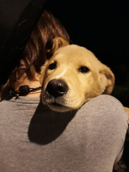 Foto 2 Clínica Veterinária Dr. Stenio