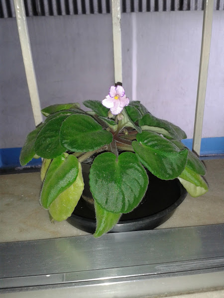 Foto 1 Veterinária Santa Maria