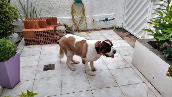 Inove - Instituto de Oncologia Veterinaria