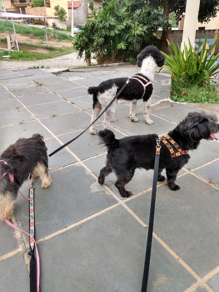 Doctor Pet Veterinária Doctor Pet Veterinária