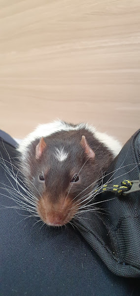 Foto 2 Clínica Veterinária Smartvet