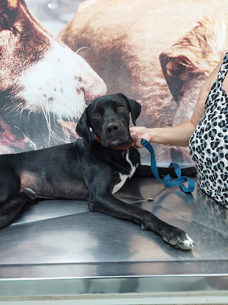 Foto 1 Veterinária Guaratiba