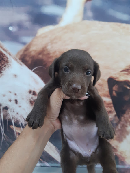 Foto 2 Veterinária Guaratiba