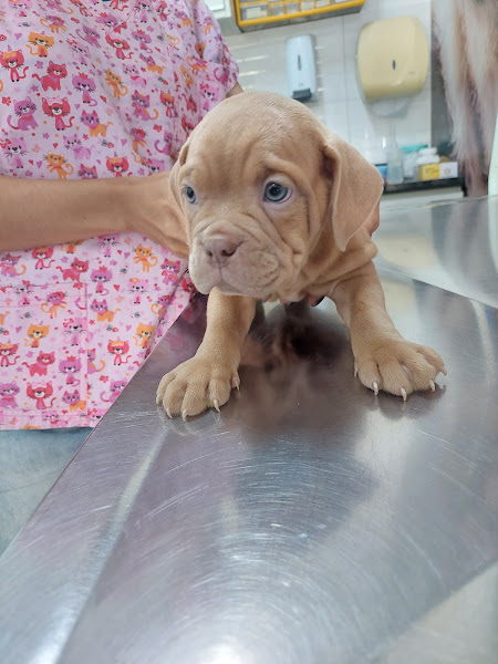 Foto 3 Veterinária Guaratiba