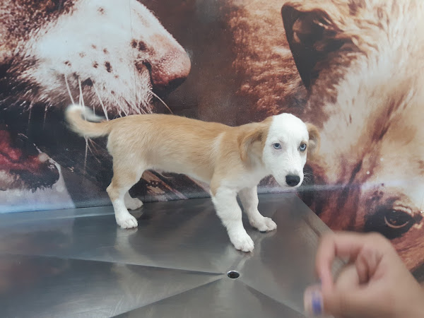 Foto 4 Veterinária Guaratiba