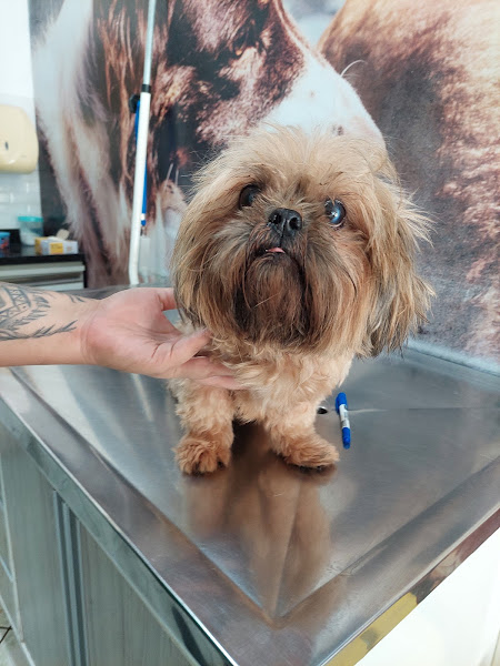 Foto 5 Veterinária Guaratiba