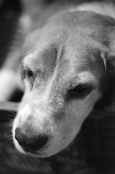 Foto 2 RIBILL RAÇÕES