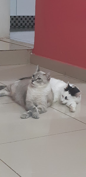 Foto 1 Hércules Rações