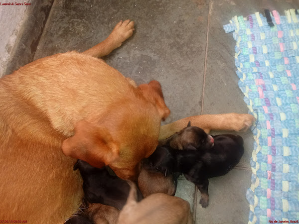 Foto 3 FaceDog Rações