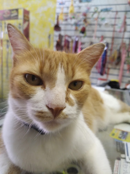 Foto 3 Pet Shop Coisa de Bicho