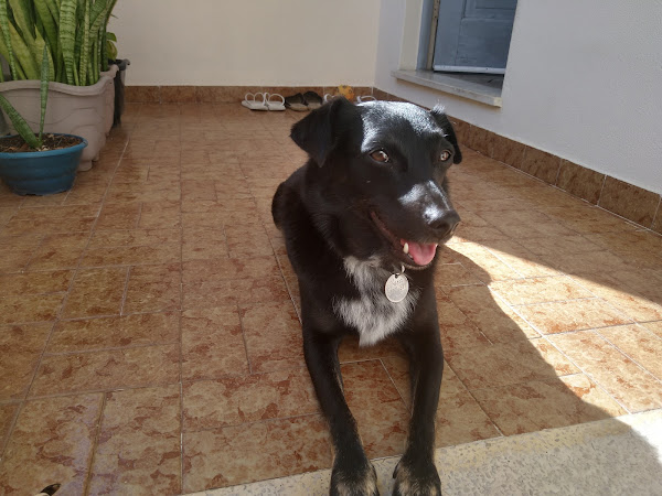 Foto 2 PET SHOP TOCOBOLI