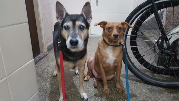 Foto 6 Copacabana Pet