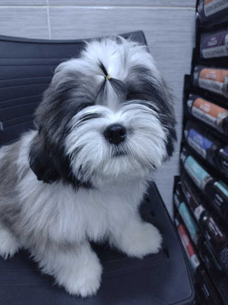 Foto 1 Late Pet Shop Miau