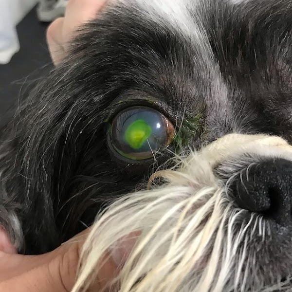 Qualipet: Veterinária, Pet Shop, Banho e Tosa, Brasília DF