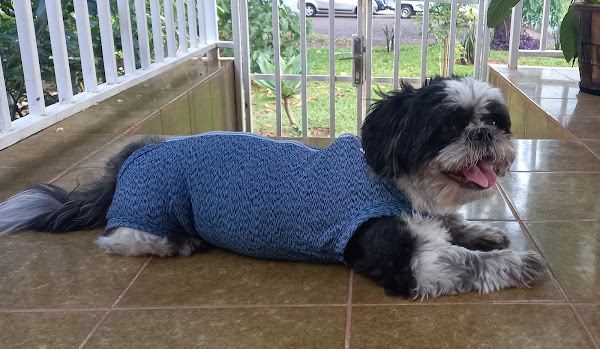 Foto 5 Qualipet: Veterinária, Pet Shop, Banho e Tosa, Brasília DF