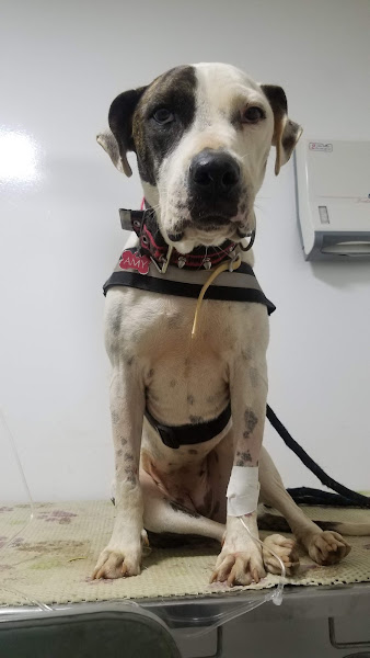 Foto 3 Empório dos Bichos