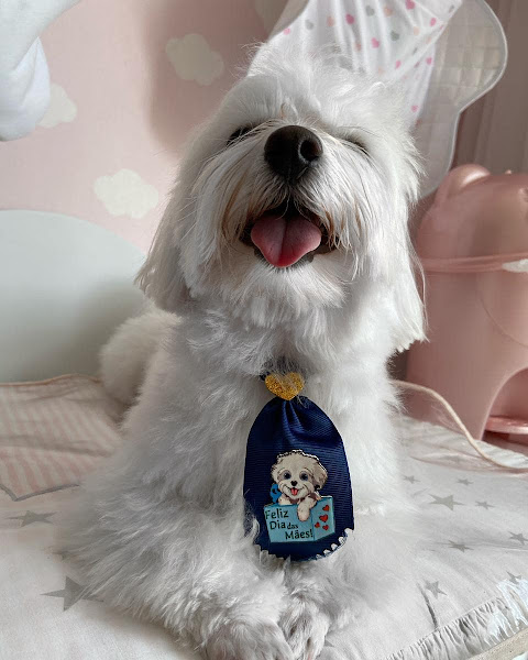 Foto 1 Meu Bicho Favorito