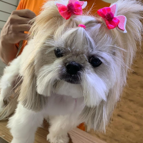 Foto 2 Meu Bicho Favorito