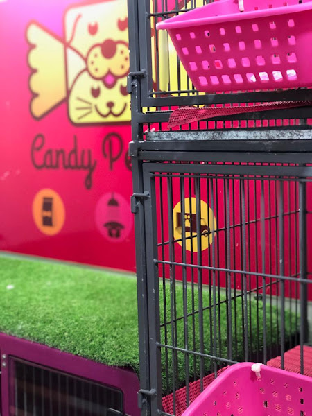 Foto 4 Candy Pet Shop