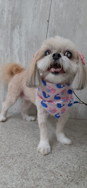 Foto 1 Ox Pet Shop Foto 1 Ox Pet Shop