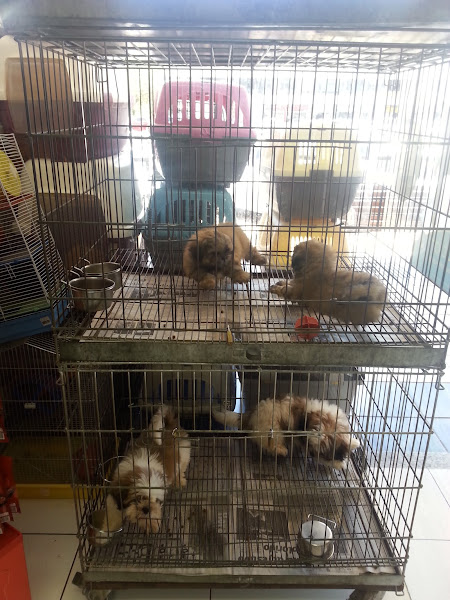 Foto 1 Lex e Lulu Pet House