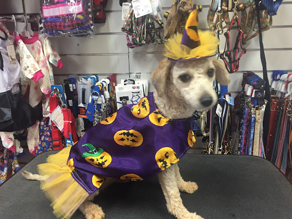 Foto 2 Lex e Lulu Pet House