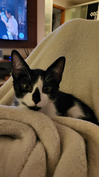 Foto 3 Pet Capital | Asa norte