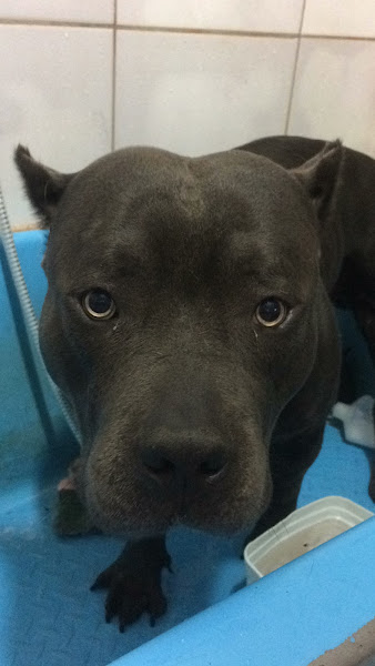 Foto 2 Elegance Pet Shop