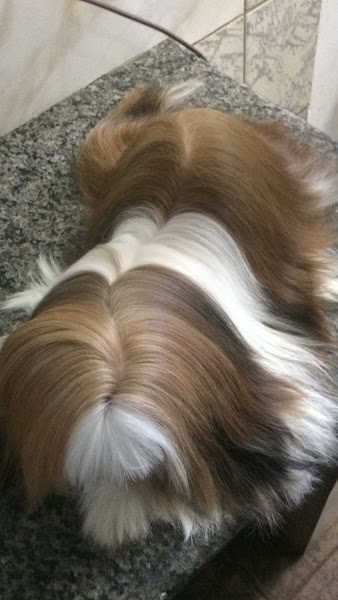 Foto 3 Elegance Pet Shop